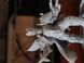 Модель, фигурка ,А25 Warhammer 70 мм ,под покраску, смола ,брак 60000045 фото 3